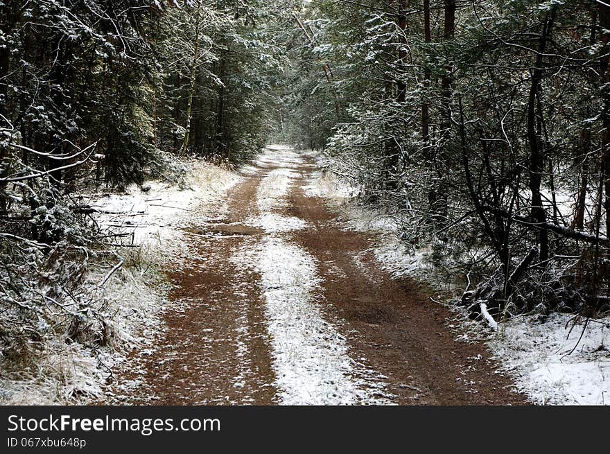 The photograph shows the forest road leading through the forest sosowy. It is winter. Land and trees are covered with a thin layer of snow. The photograph shows the forest road leading through the forest sosowy. It is winter. Land and trees are covered with a thin layer of snow.