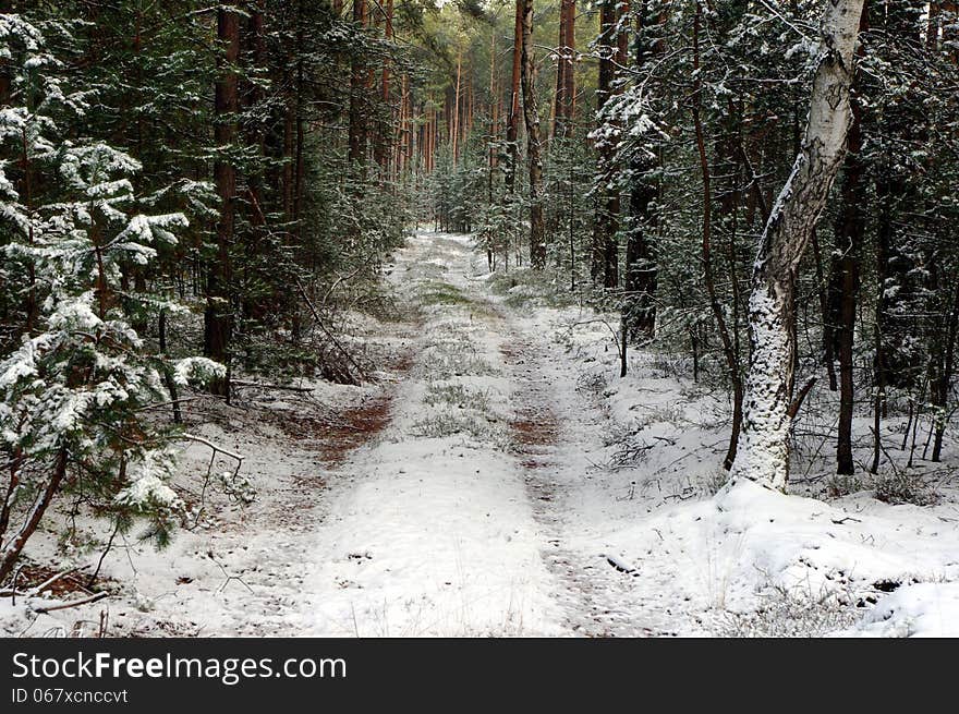 The photograph shows the forest road leading through the forest sosowy. It is winter. Land and trees are covered with a thin layer of snow. The photograph shows the forest road leading through the forest sosowy. It is winter. Land and trees are covered with a thin layer of snow.