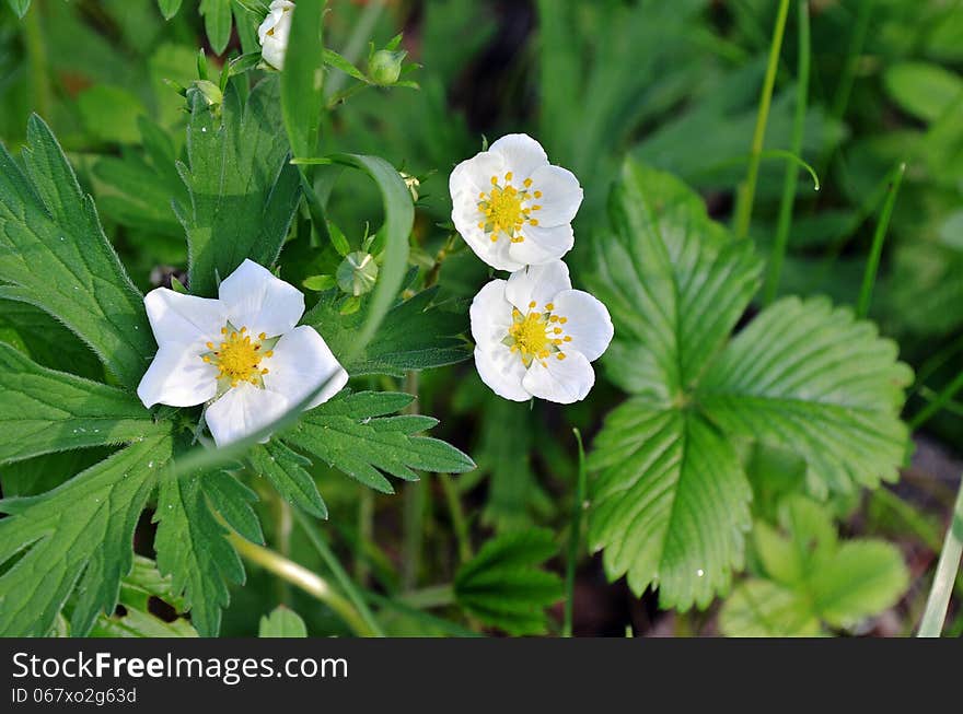 White flowers of strawberries. In the meadow. White flowers of strawberries. In the meadow.