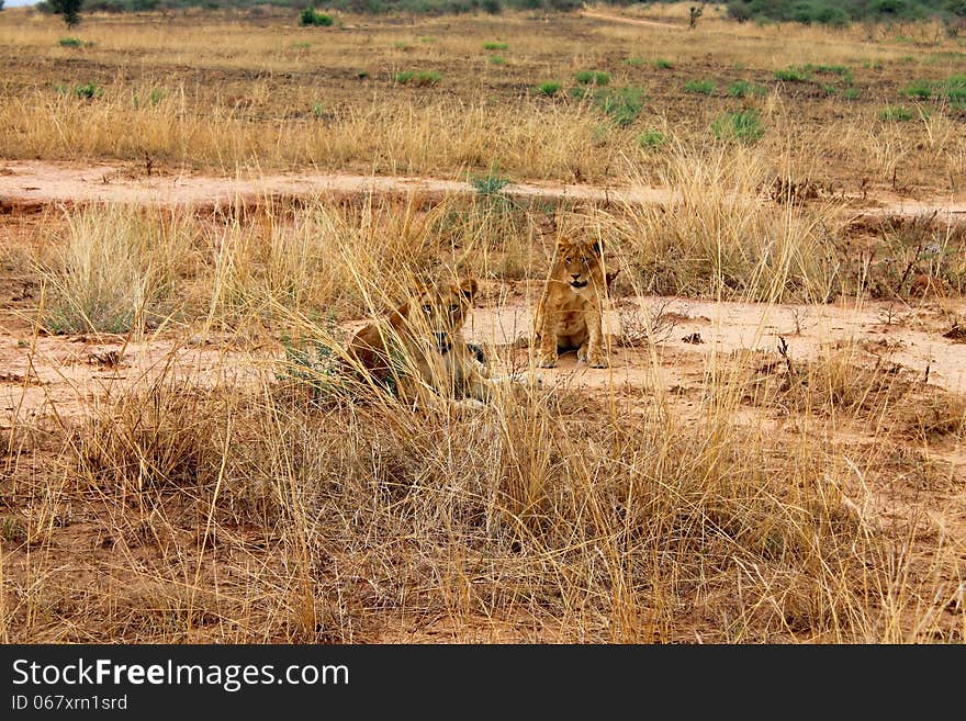 The lion and the lion cub rest after hunting. The lion and the lion cub rest after hunting.