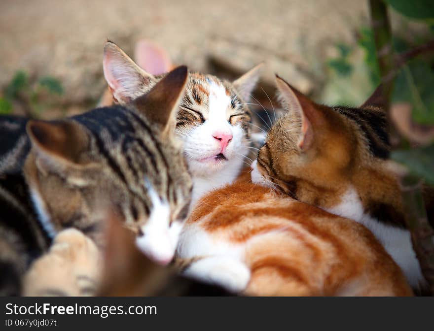 Wild kittens sleeping in the hedgerow