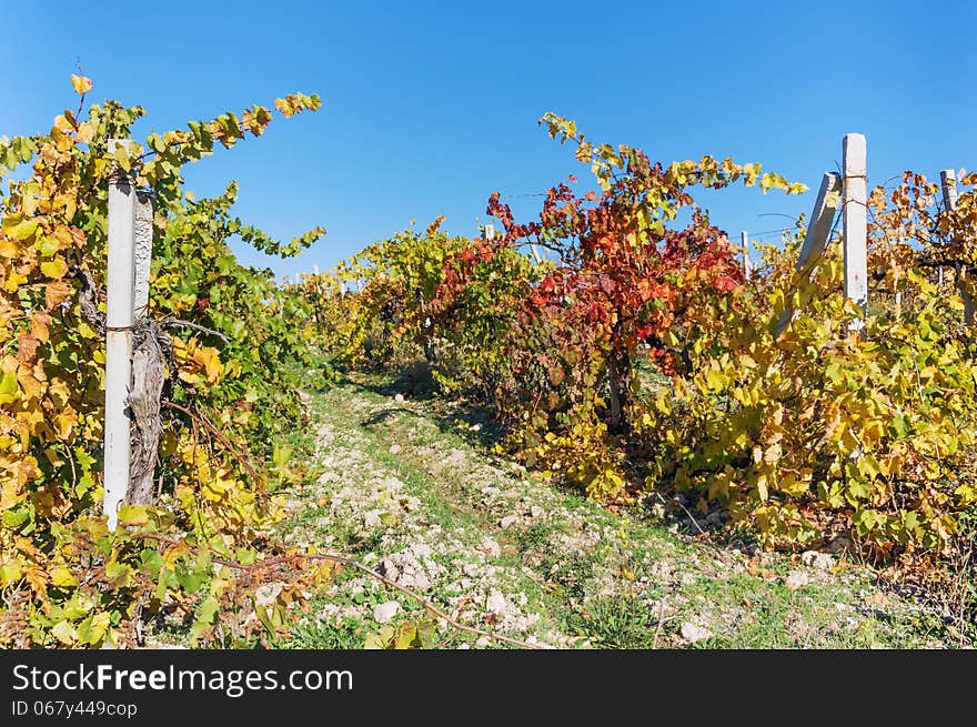 Crimea, Ukraine, the vine, autumn yellowing leaves. Crimea, Ukraine, the vine, autumn yellowing leaves