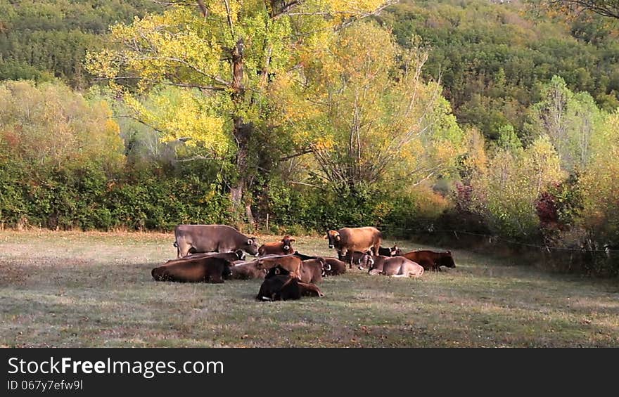 Cows lying on autumnal meadow with oak trees and mountains in the background. Cows lying on autumnal meadow with oak trees and mountains in the background