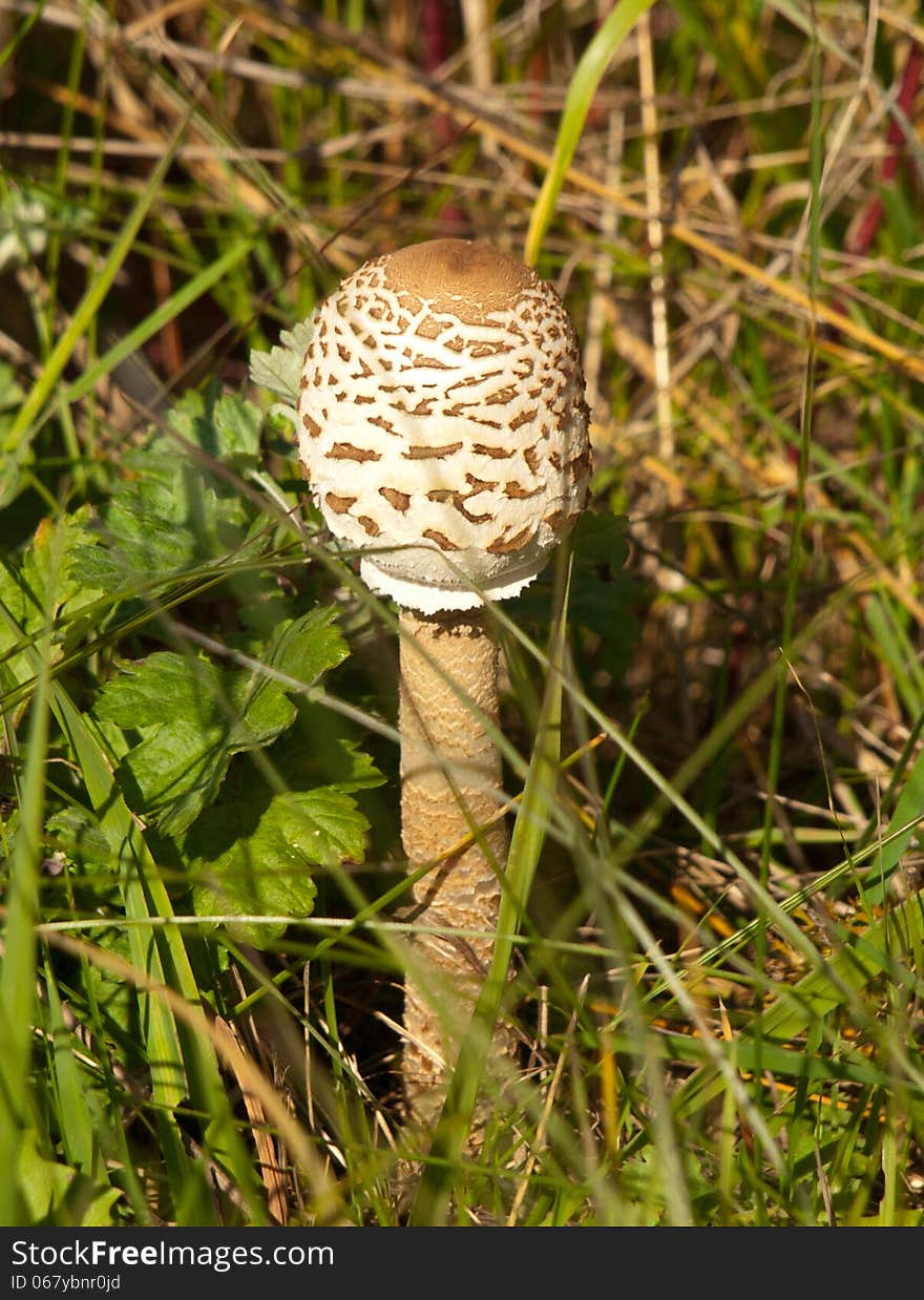 Lonely mushroom in the grass