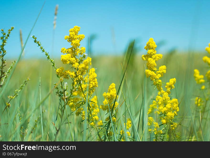 Meadow, Summer, Sun, Grass and Flowe. Meadow, Summer, Sun, Grass and Flowe