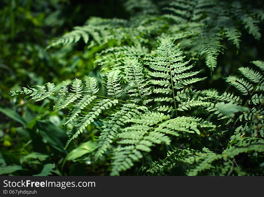 Green Leaf Fern in the dark Rainforest. Green Leaf Fern in the dark Rainforest