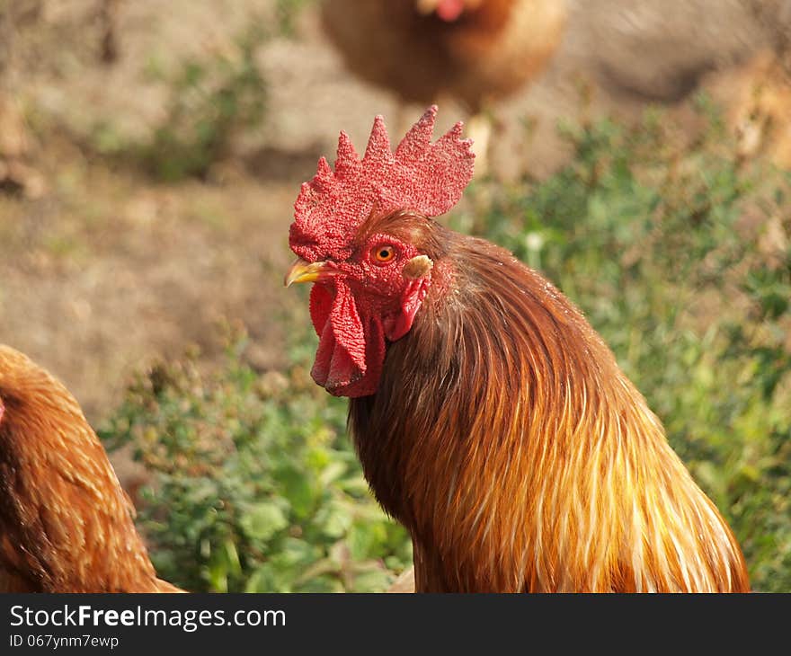 Rooster with red comb - detail of head. Rooster with red comb - detail of head