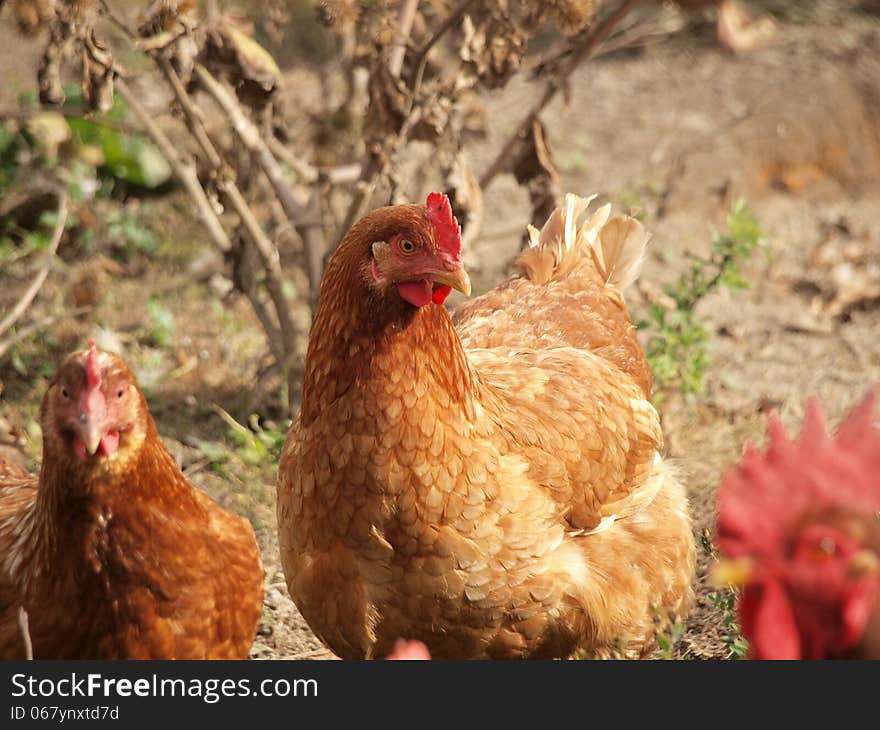 Brown hens in free range