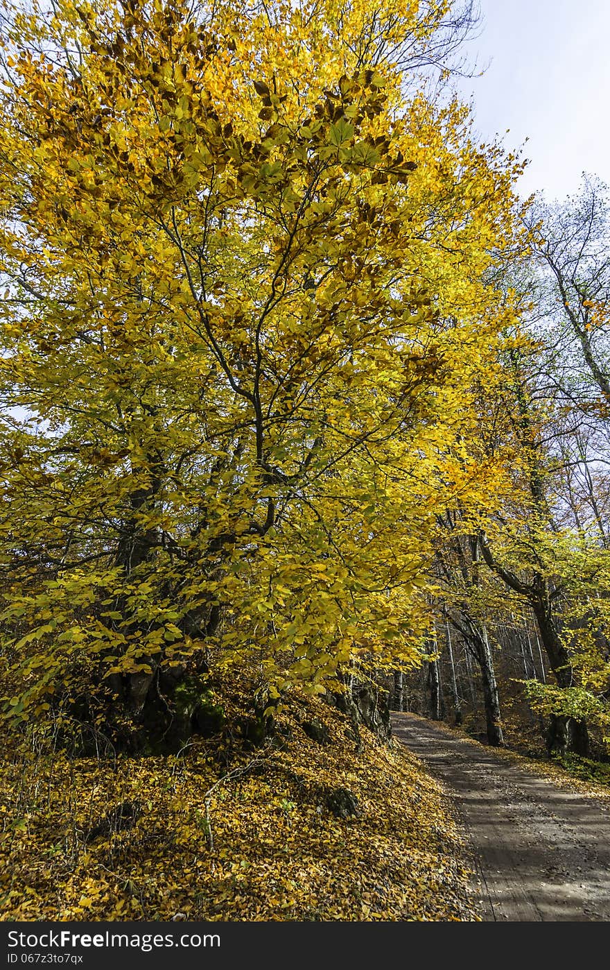 Yellow leaved tree near the forest road adjacent to Comana River that leads to Comana Cave in the Persani mountains. It's and extraordinary beatiful place to visit if you come in Brasov County, Romania. Yellow leaved tree near the forest road adjacent to Comana River that leads to Comana Cave in the Persani mountains. It's and extraordinary beatiful place to visit if you come in Brasov County, Romania.