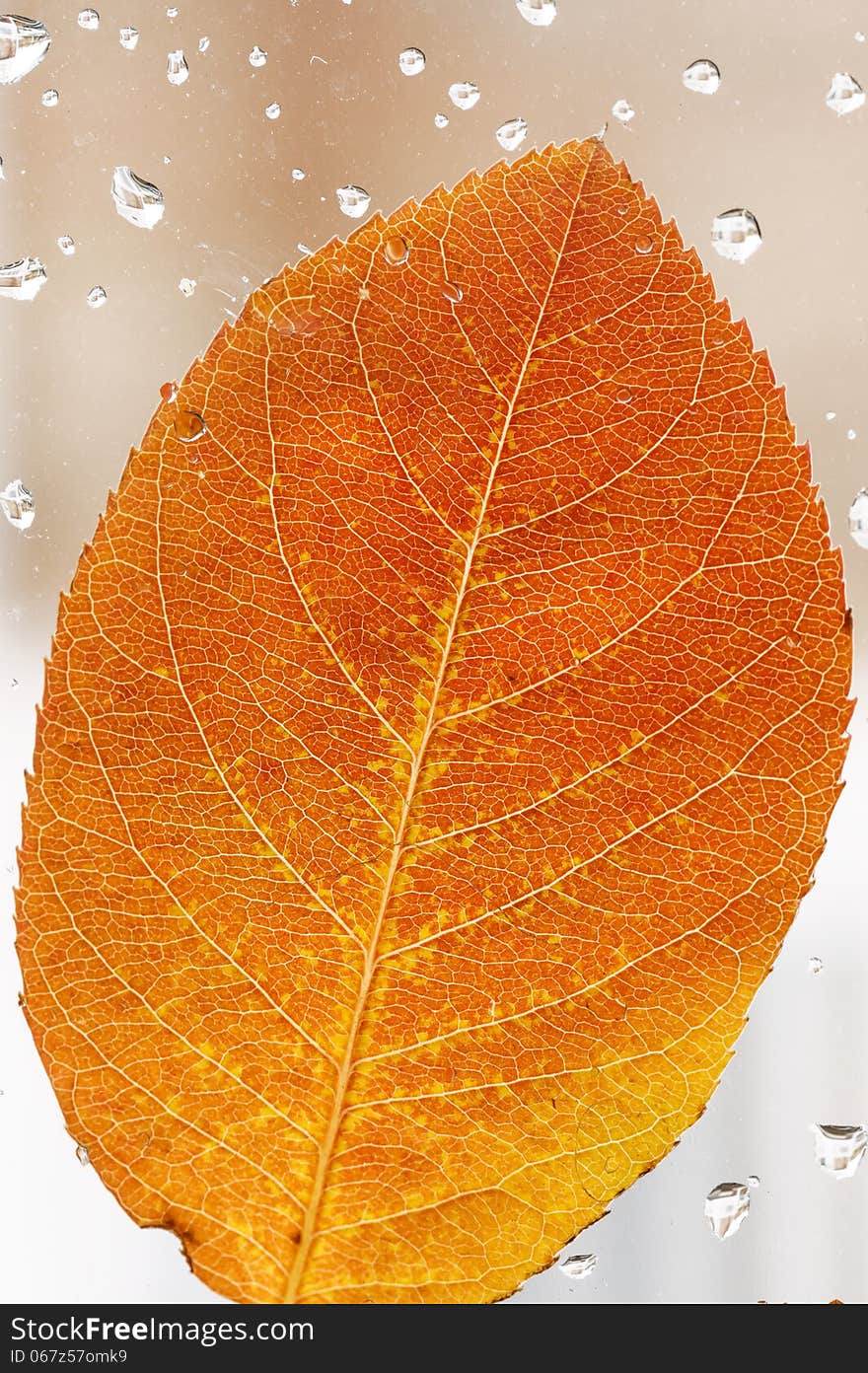 Close up of colorful, autumn leaf on the window