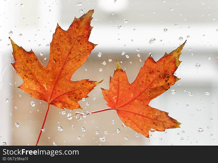 Close up of colorful, autumn leaf on the window