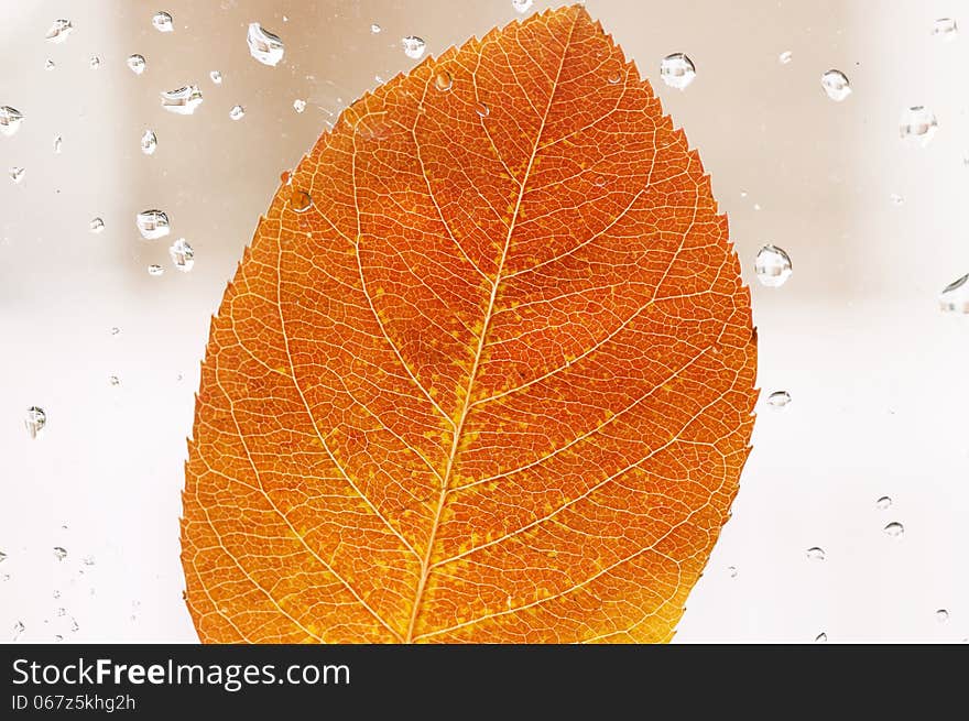 Close up of colorful, autumn leaf on the window