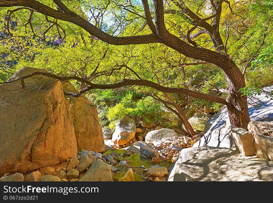 The dancing tree of the gallery valley of Zu mount