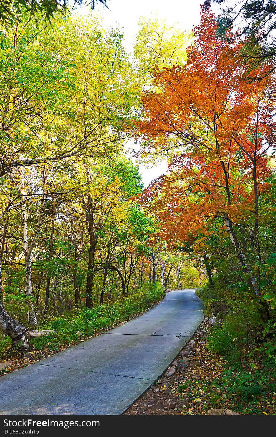 The Path And Autumn Forest Of Zu Mountain