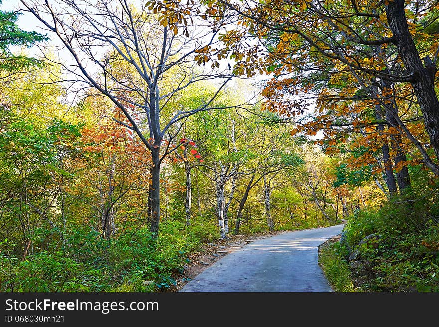 Multicoloured autumn forest of Zu mountain