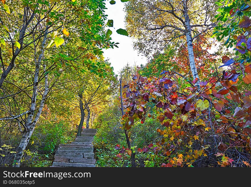 The path red leaves of autumn Zu mountain