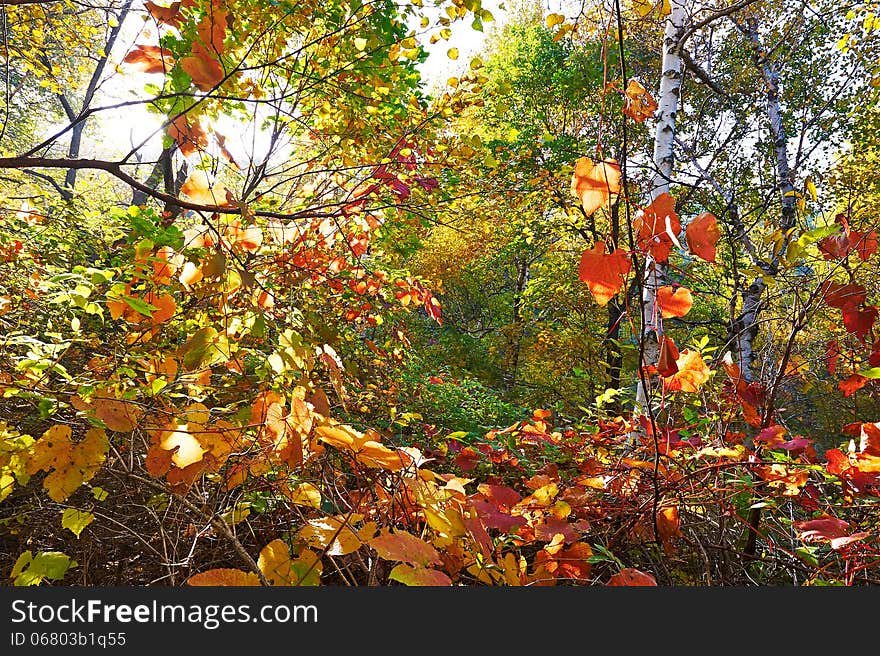 The red leaves of Zu mountain