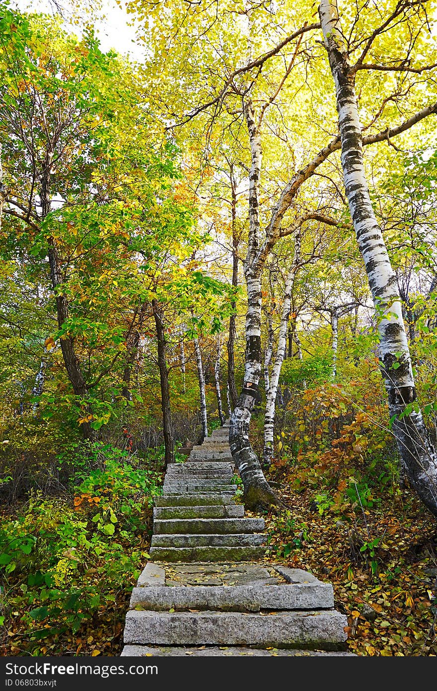 The stone steps and silver birch of Zu mountain