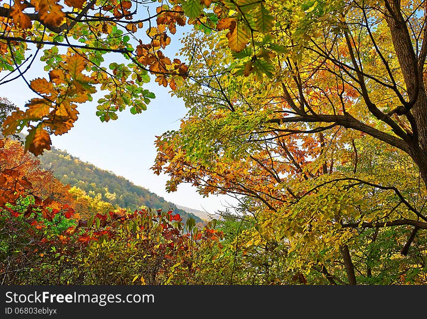 The Antumn Maple Leaves Of Zu Mountain