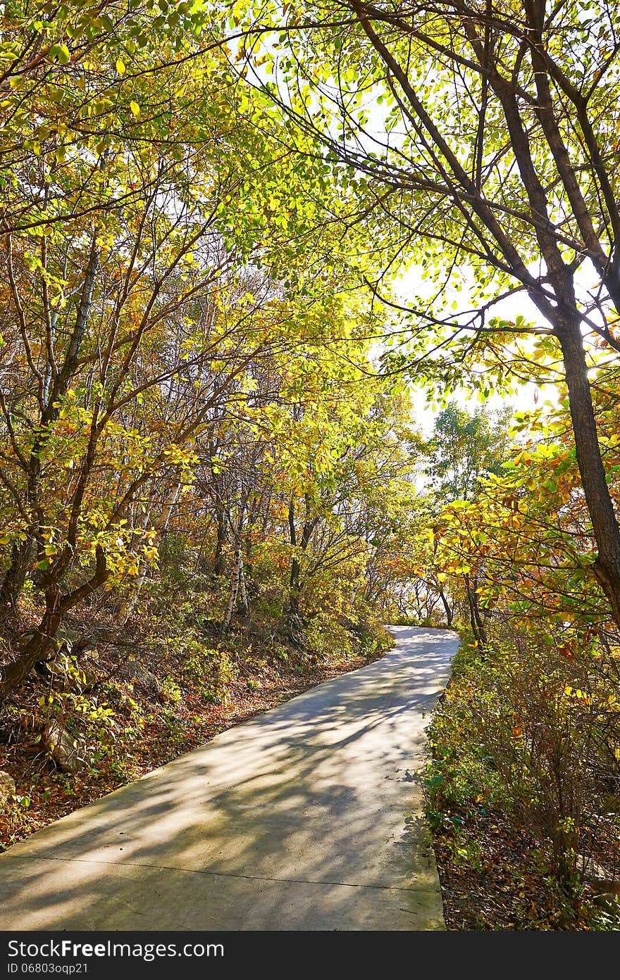 The Path And Autumn Trees Shadow Of Zu Mountain