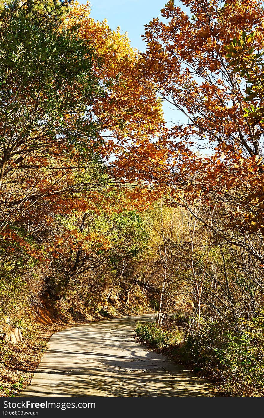 The Autumn Trees Shadow Sunset Of Zu Mountain