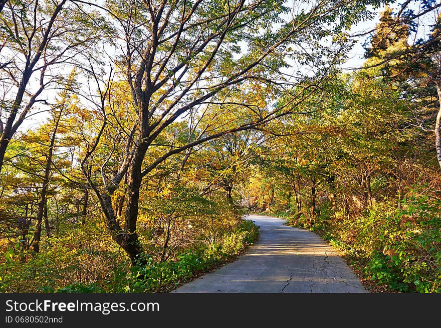 The Secluded Autumn Forest Sunset Of Zu Mountain