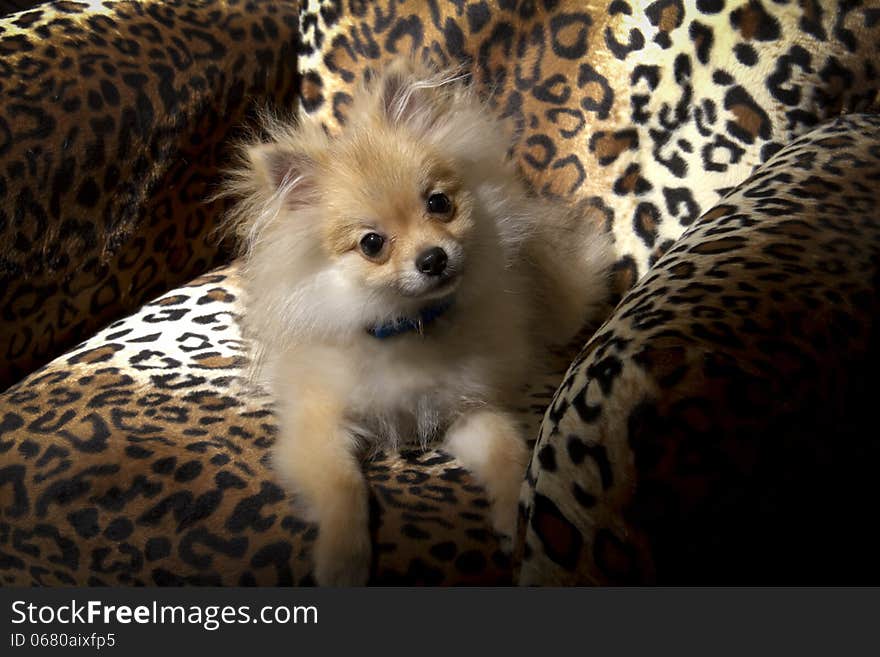 Small Pomeranian puppy sitting on Leopard spotted chair. Small Pomeranian puppy sitting on Leopard spotted chair