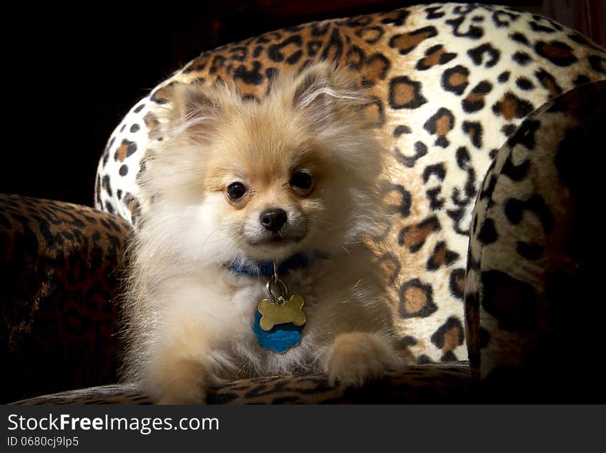 Small Pomeranian puppy sitting on Leopard spotted chair. Small Pomeranian puppy sitting on Leopard spotted chair