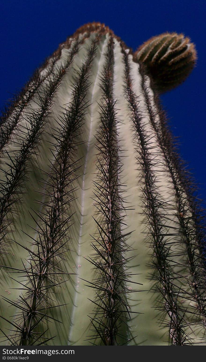 Cactus plant growing high to the sky