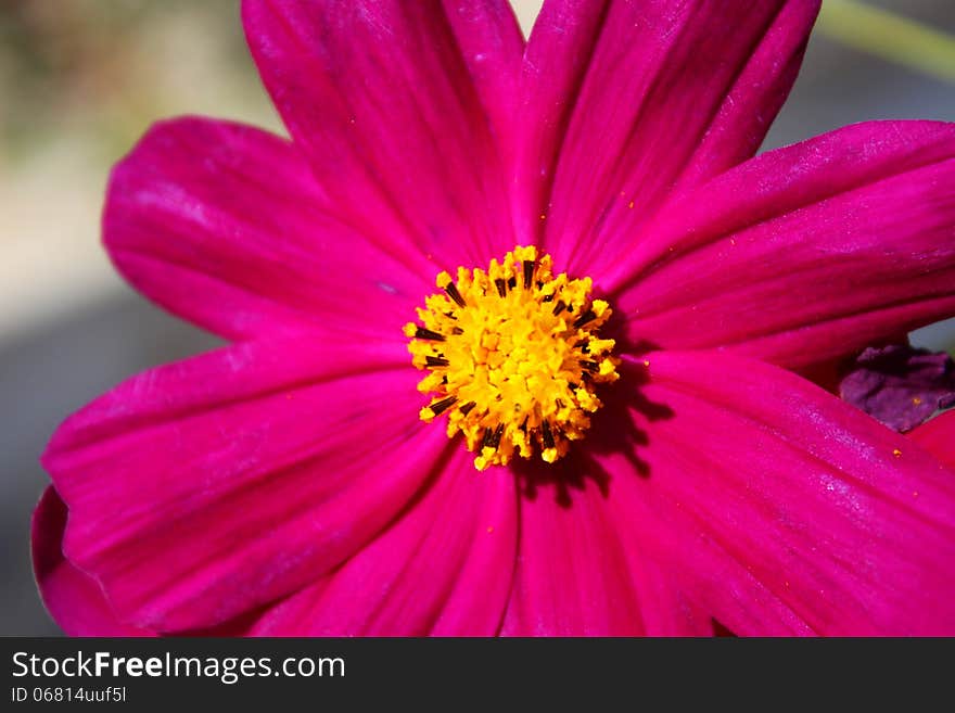 A close-up photo of Mexican Aster (Cosmos) bright pink flower (macro). A close-up photo of Mexican Aster (Cosmos) bright pink flower (macro)