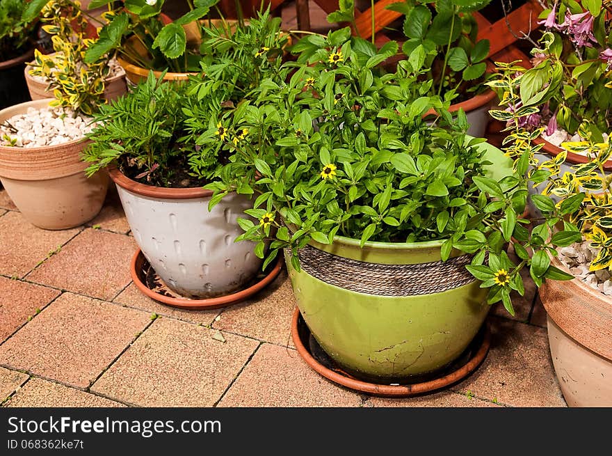 Plants in flowerpots