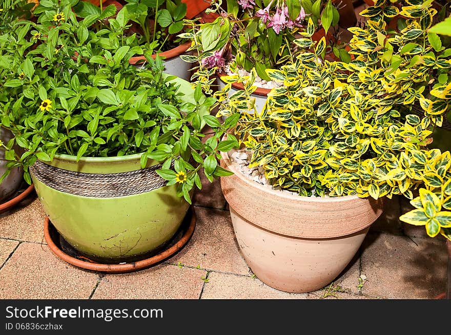 Plants In Flowerpots