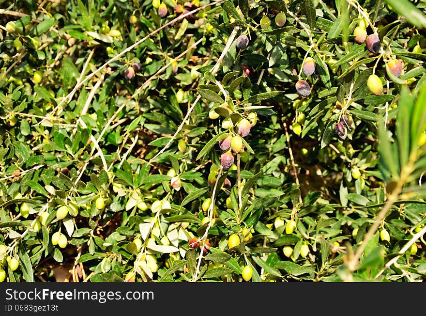 Olive tree on the full background. ripening fruit on the branches of a tree