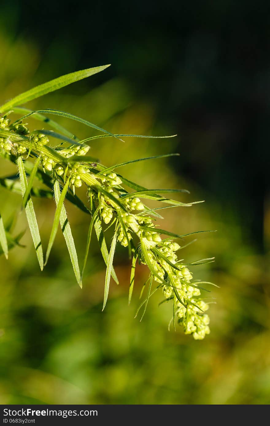 Spike green grass macro shot autumn day