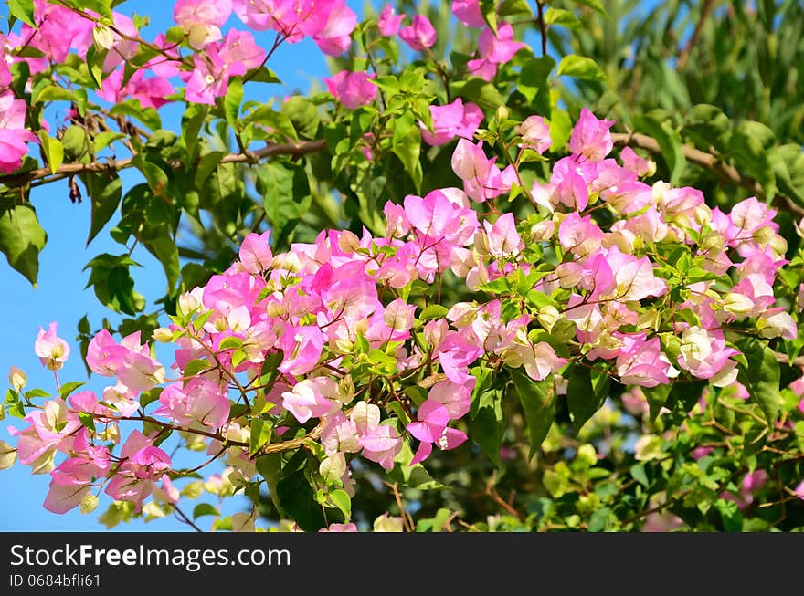 Branch with pink flowers and green leaves horizontal