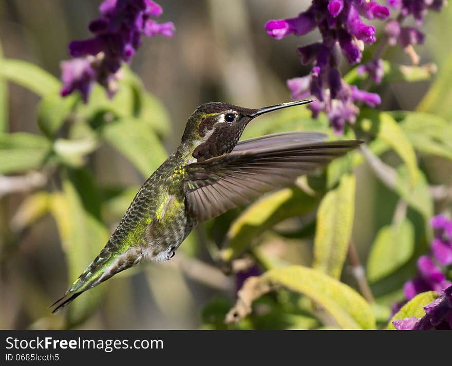 Hummingbird