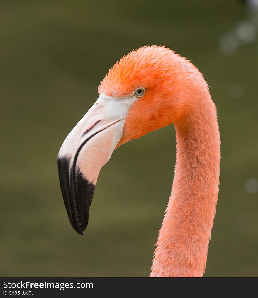 Flamingo