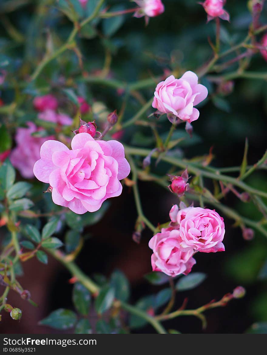 A bunch of pink gentle roses blooming on an autumn day in October. A bunch of pink gentle roses blooming on an autumn day in October