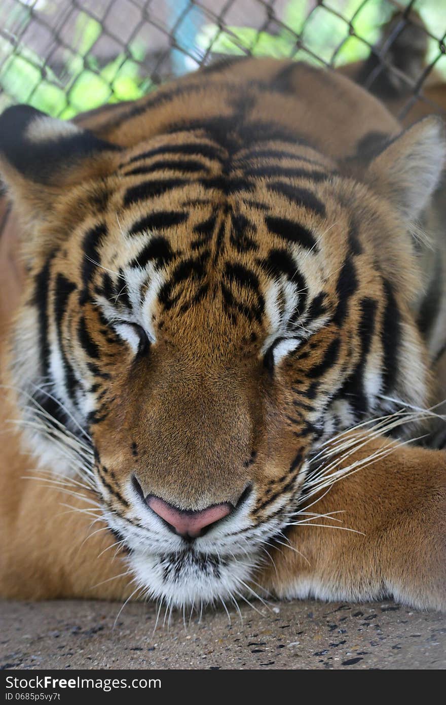 A tiger sleeping inside his cage. A tiger sleeping inside his cage