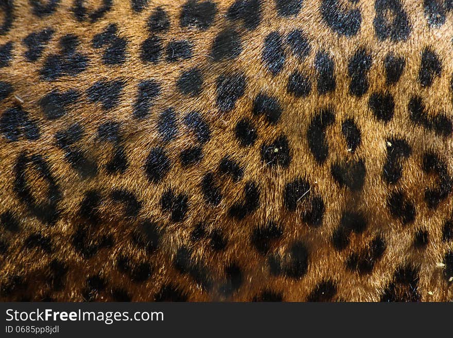 Leopard Spots