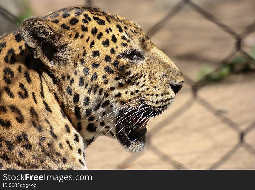 Leopard In Profile