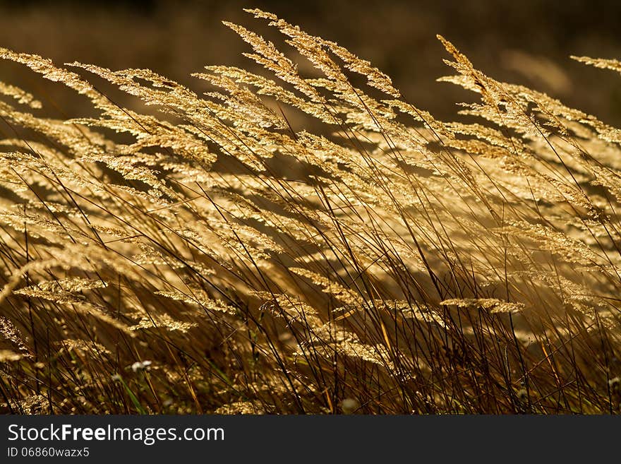 Grass Field