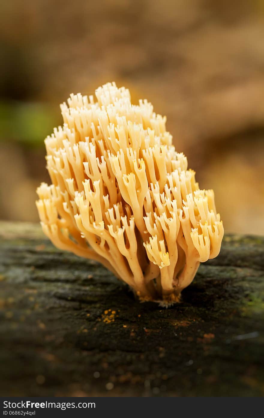 Coral mushroom (Ramaria formosa) close-up. Coral mushroom (Ramaria formosa) close-up