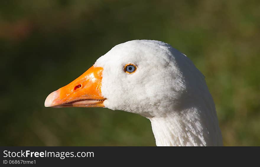 White goose head