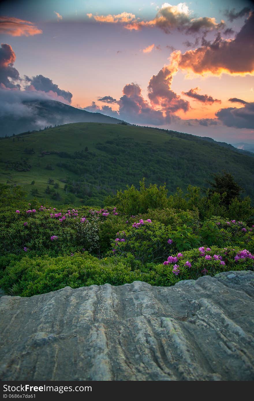 The rhododendron bloom in June on Roan Mountain . The rhododendron bloom in June on Roan Mountain .