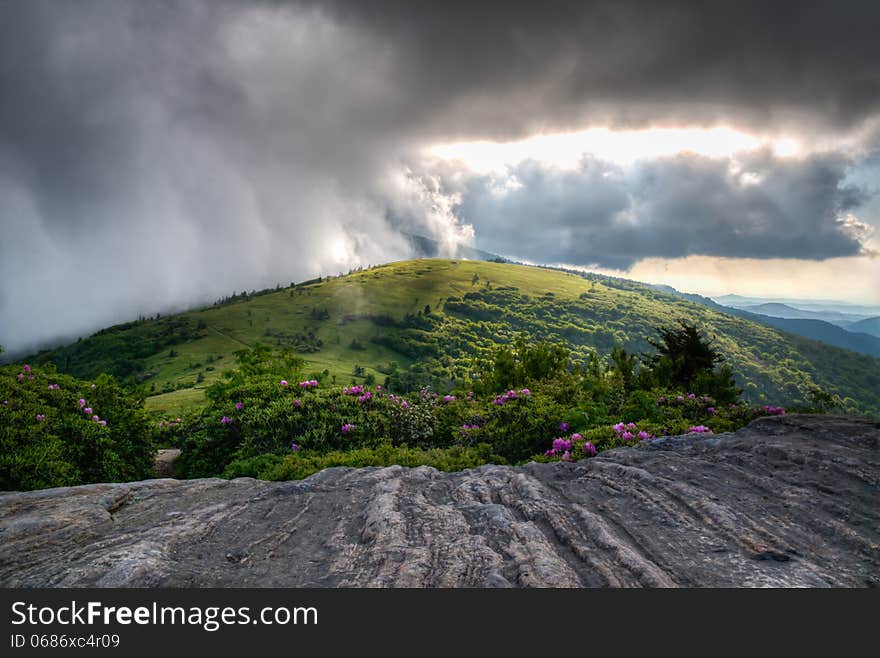 The rhododendron blooms of June in the highlands of Tennessee and North Carolina border. The rhododendron blooms of June in the highlands of Tennessee and North Carolina border.