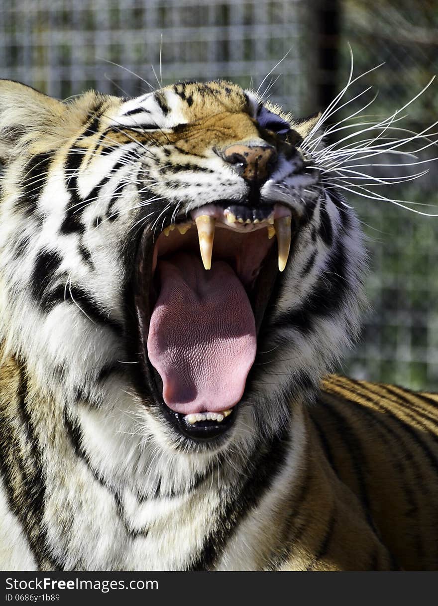 A Tiger yawns in his enclosure. A Tiger yawns in his enclosure.