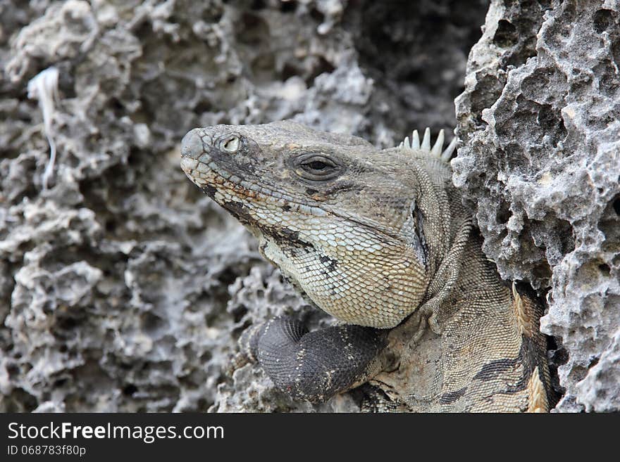 Portrait Of An Iguana