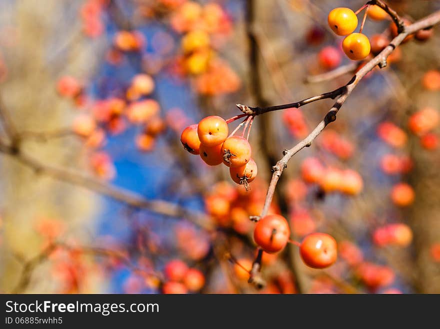 Berries and branches