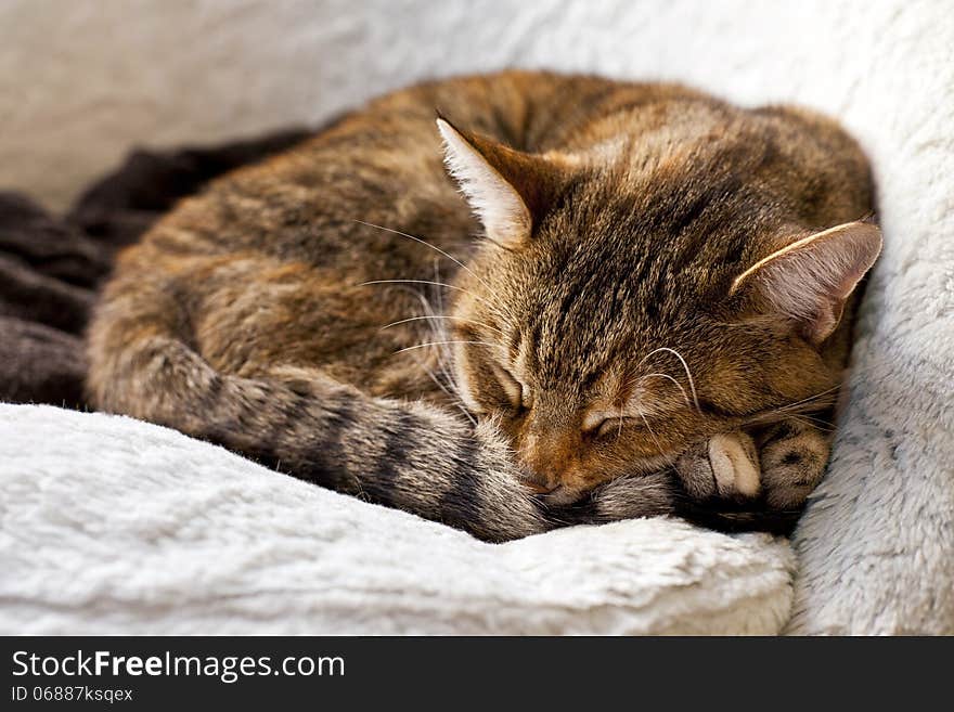 Relaxing cat at home.